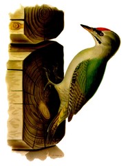 Gray-faced Woodpecker Gray-faced Woodpecker